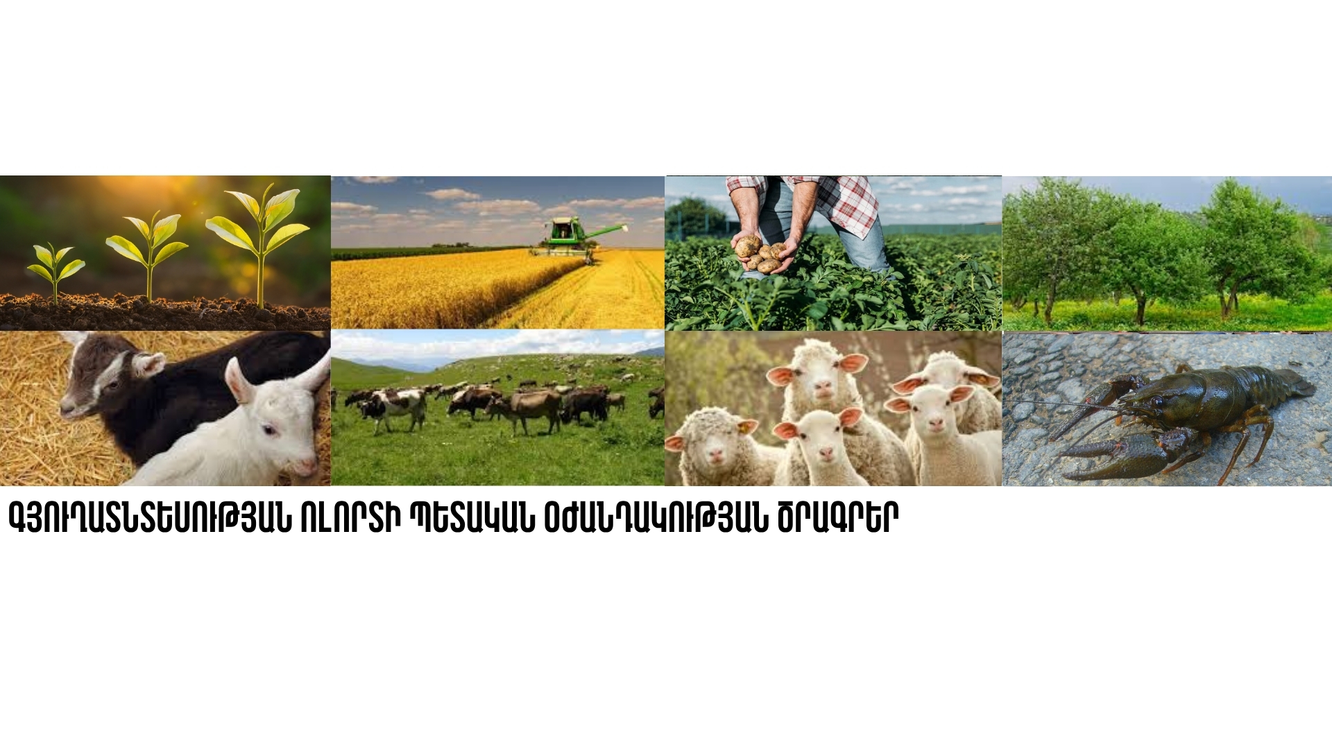 Գյուղատնտեսության ոլորտի պետական օժանդակության ծրագրեր