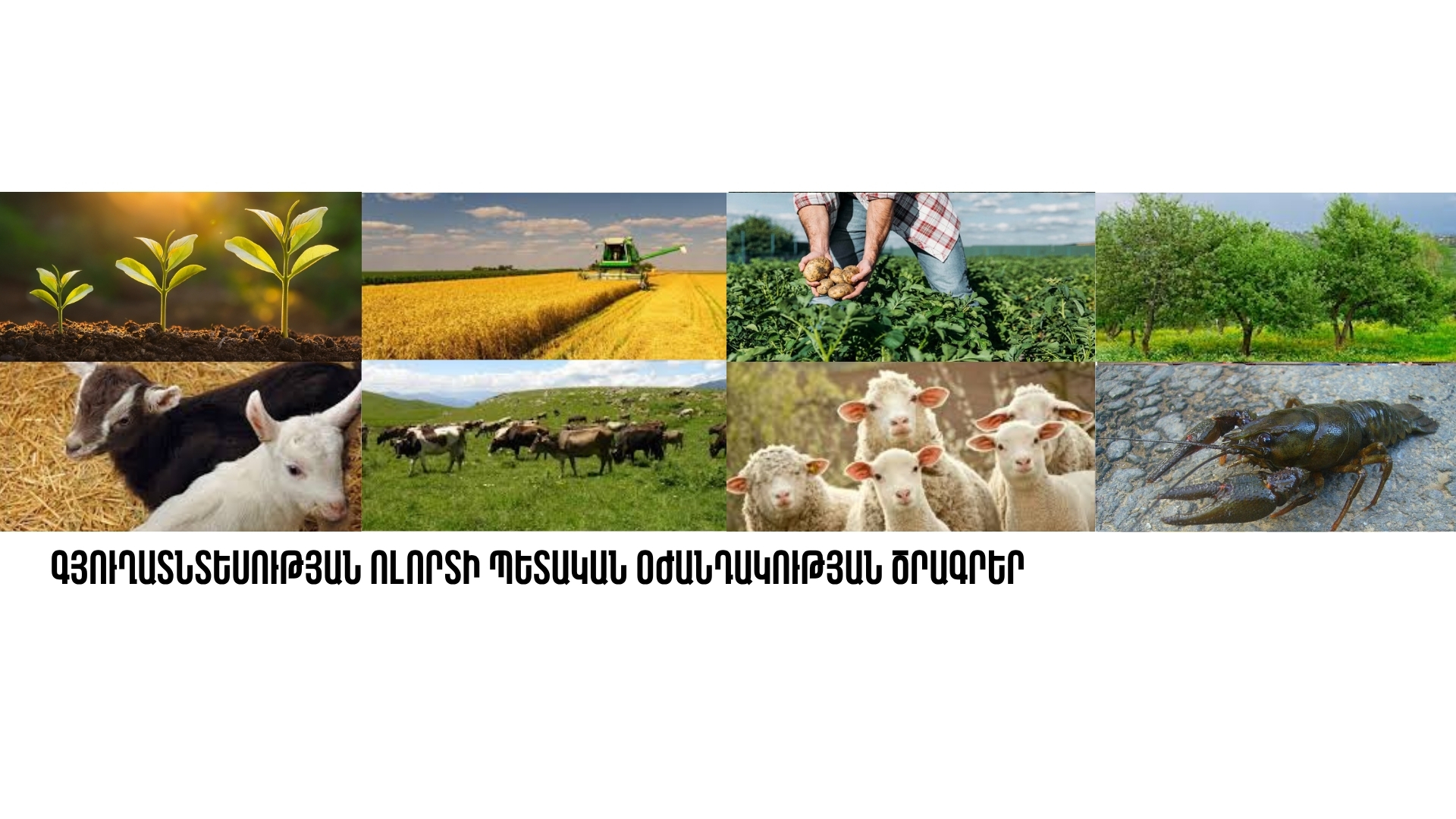Գյուղատնտեսության ոլորտի պետական օժանդակության ծրագրեր
